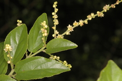 Sageretia filiformis